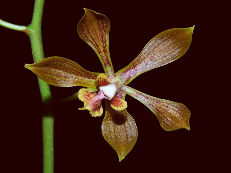 Encyclia inopinata