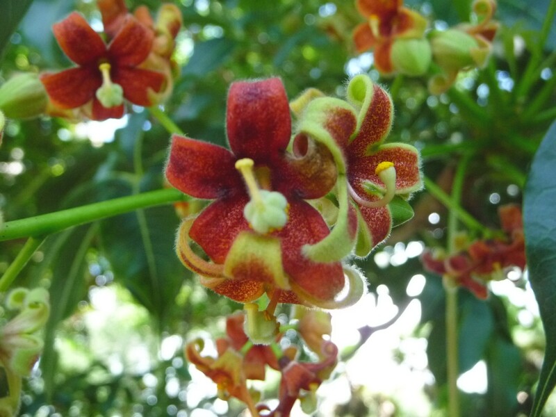 Sterculia foetida - Photo : Kyle Wicomb / Flickr.com