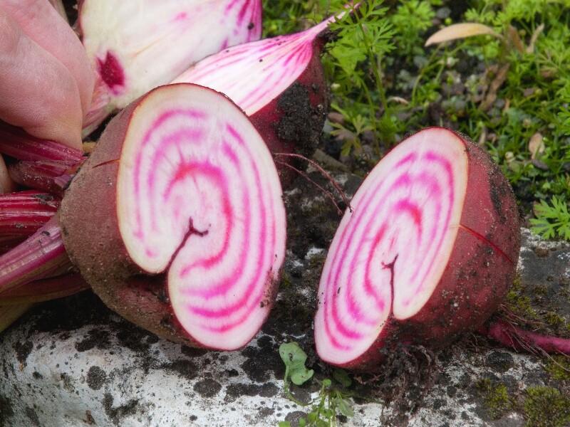 La Betterave de Chioggia