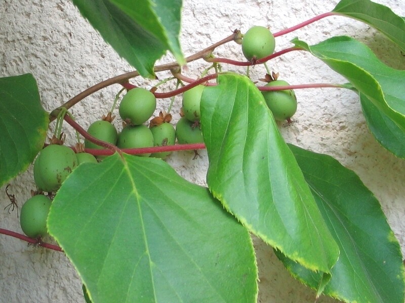 Le Kiwaï, également appelé "Kiwi de Sibérie" (Actinidia arguta)