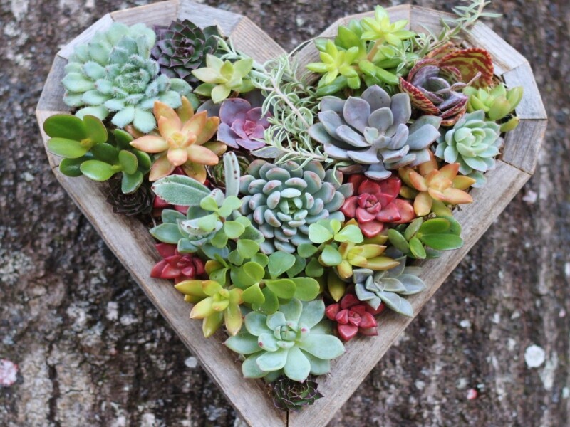 Un tableau végétal de plantes succulentes en forme de cœur - Photo : Pureps.com