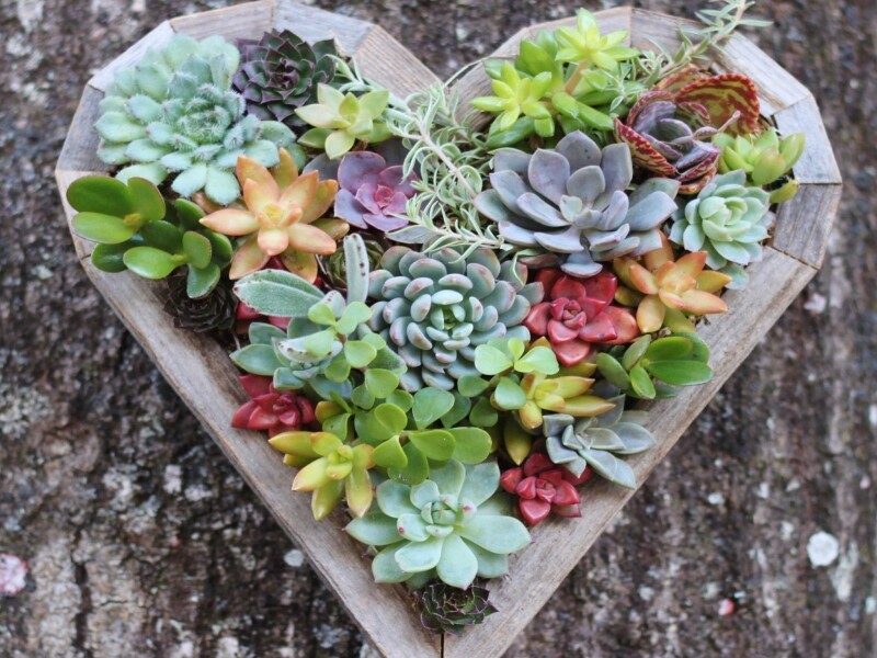 https://www.alsagarden.com/wp-content/uploads/2016/02/plantes-succulentes-diy.jpg