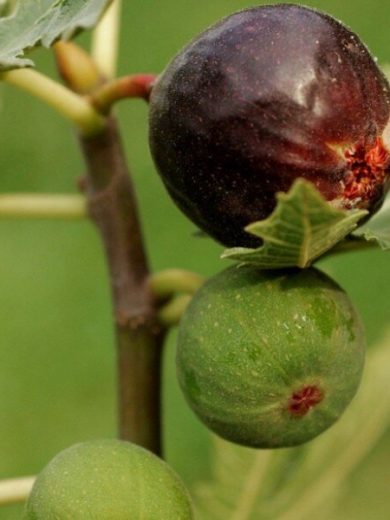 Figuier 'Ice Crystal' (Ficus carica) Plant