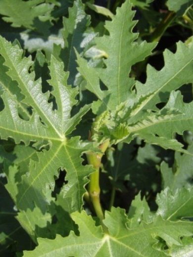 Figuier 'Ice Crystal' (Ficus carica) Plant