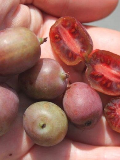 Kiwaï Ken's Red (Actinidia arguta, femelle) Plant