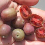 Kiwaï Ken's Red (Actinidia arguta, femelle) Plant