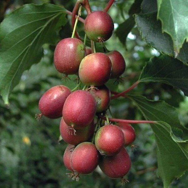 Kiwaï Ken's Red (Actinidia arguta, femelle) Plant
