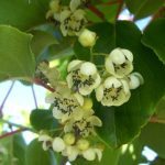 Kiwaï 'Nostino' (Actinidia arguta, mâle) Plant
