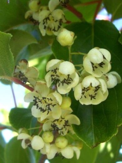 Kiwaï 'Nostino' (Actinidia arguta, mâle) Plant