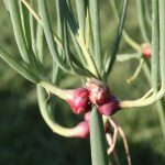 Oignon Rocambole perpétuel (Allium cepa viviparum) Bulbilles