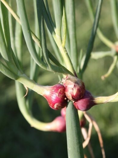Oignon Rocambole perpétuel (Allium cepa viviparum) Bulbilles