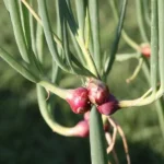 Oignon Rocambole perpétuel (Allium cepa viviparum) Bulbilles
