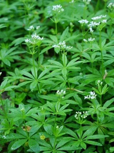 Aspérule odorante (Galium odoratum) Plant