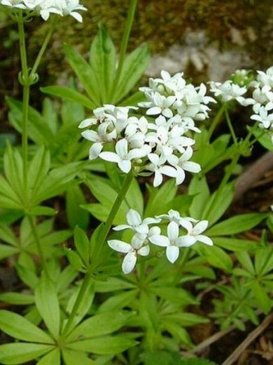 Aspérule odorante (Galium odoratum) Plant