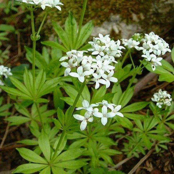 Aspérule odorante (Galium odoratum) Plant
