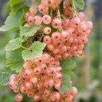 Groseillier 'Gloire des Sablon' (Variété aux fruits roses) Plant