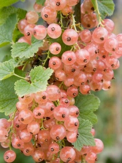 Groseillier 'Gloire des Sablon' (Variété aux fruits roses) Plant