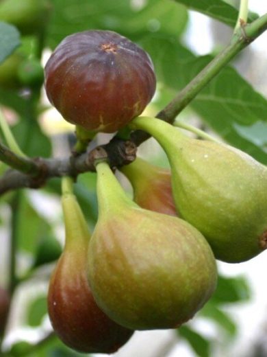 Figuier 'Goutte d'or' (Variété rustique) Plant