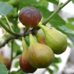 Figuier 'Goutte d'or' (Variété rustique) Plant