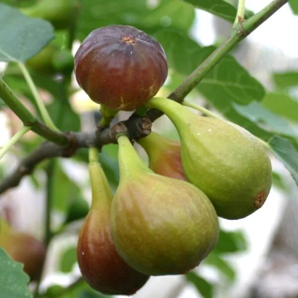 Figuier 'Goutte d'or' (Variété rustique) Plant
