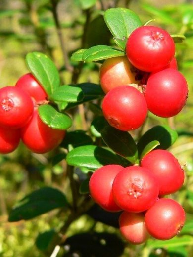 Airelle rouge (Vaccinium vitis-idaea) Plant