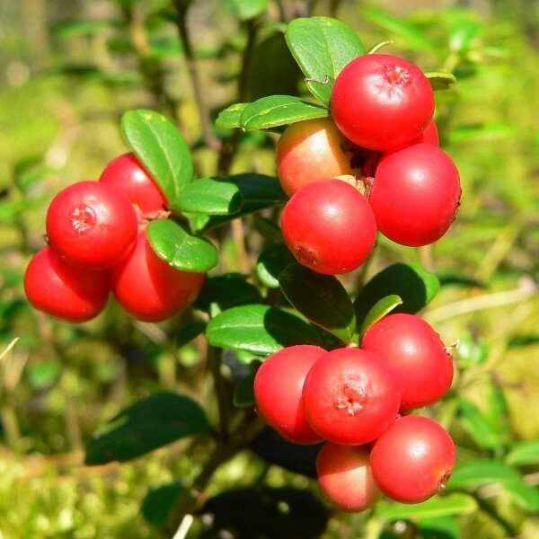 Airelle rouge (Vaccinium vitis-idaea) Plant