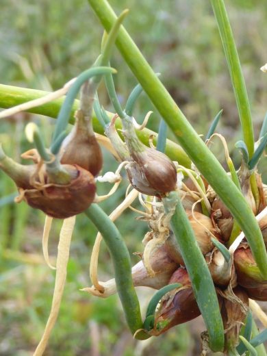 Oignon Rocambole perpétuel (Allium cepa viviparum) Bulbilles