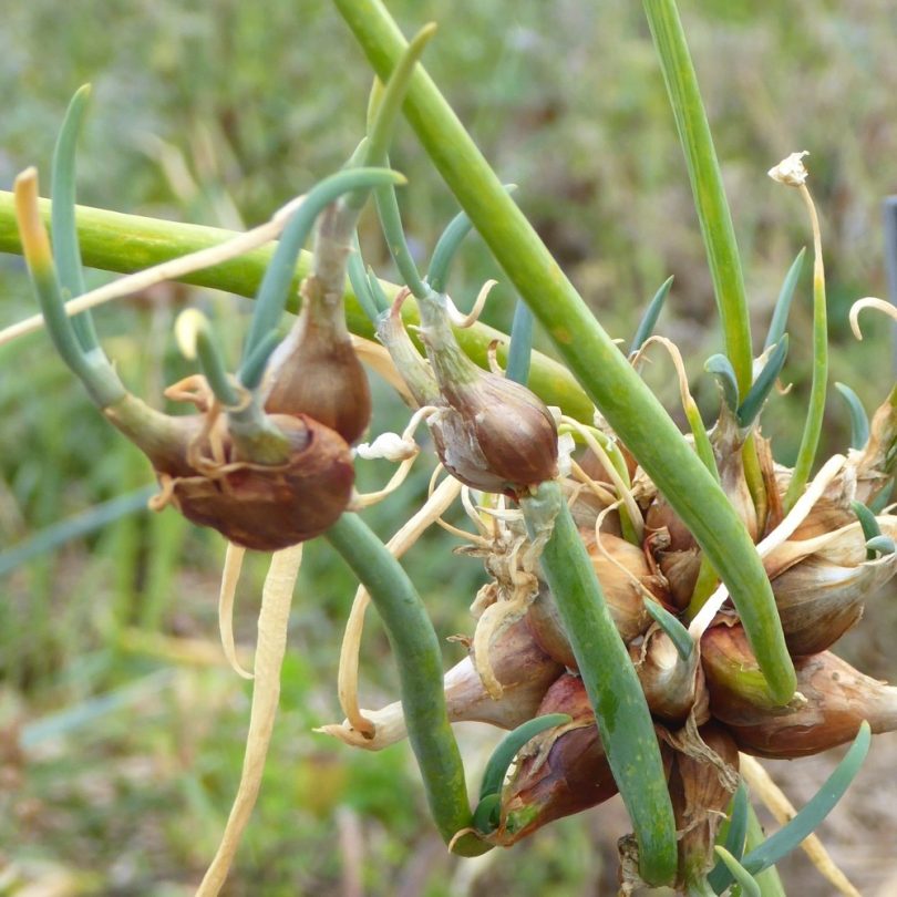 Oignon Rocambole perpétuel (Allium cepa viviparum) Bulbilles