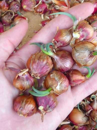 Oignon Rocambole perpétuel (Allium cepa viviparum) Bulbilles