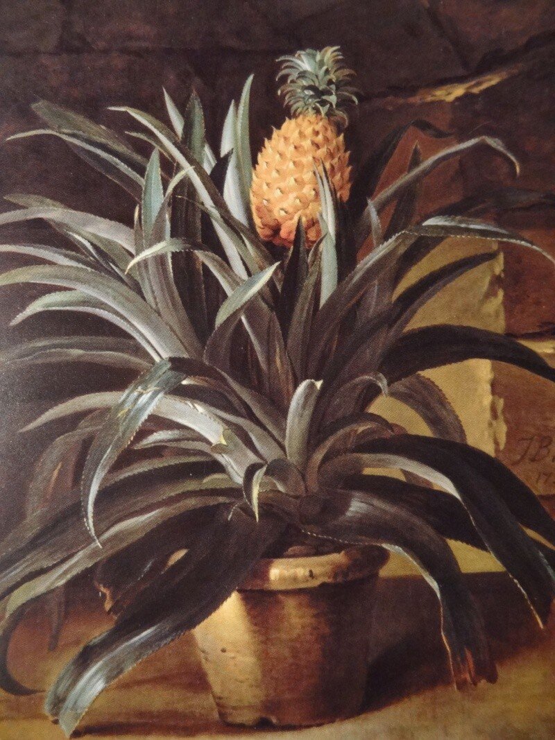 Ananas en pot, 1733, Jean-Baptiste Oudry Gérard Blot©RMN (Château de Versailles)