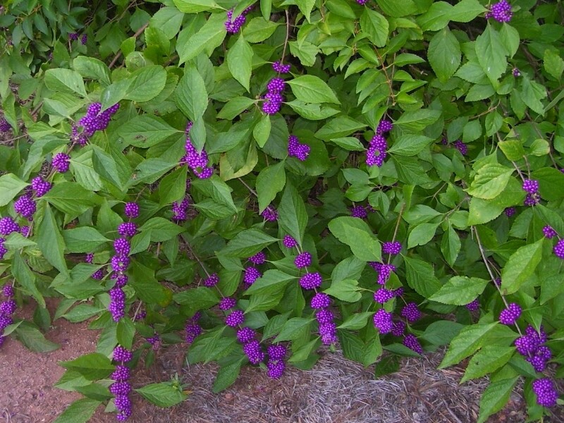 Callicarpa-americana-arbre-aux-bonbons (2)