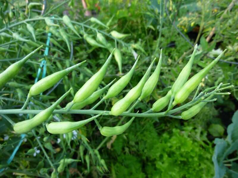 Plantes et légumes insolites à faire pousser chez vous !