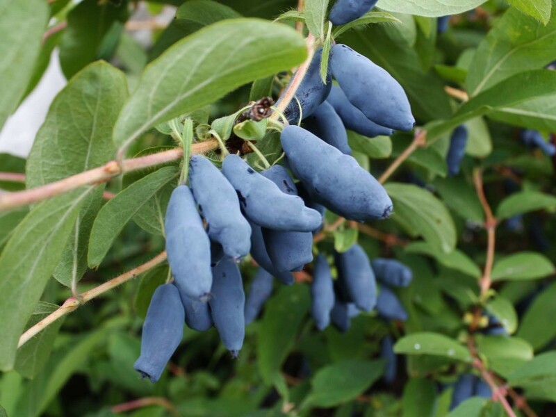 La baie de mai, un fruit méconnu à planter dans votre jardin