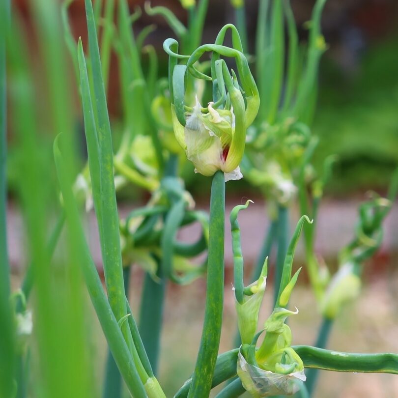 Oignon Rocambole perpétuel (Allium cepa viviparum) Bulbilles – Image 2