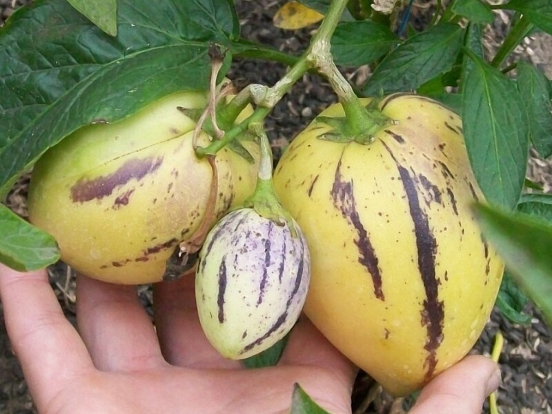 La poire, un fruit tendre et juteux, aussi bon cru que cuit