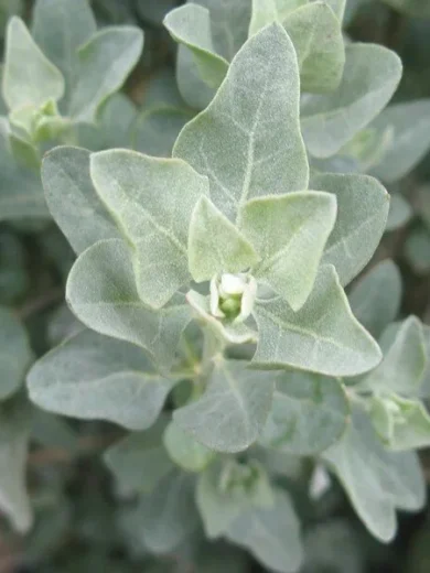 Atriplex halimus (Arroche marine, Pourpier de mer) Plant