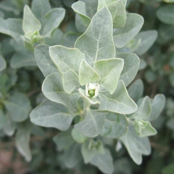 Atriplex halimus (Arroche marine, Pourpier de mer) Plant