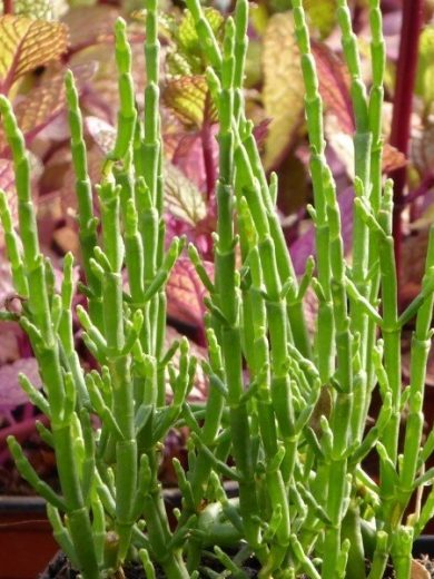 Salicorne comestible (Salicornia europaea) Plant