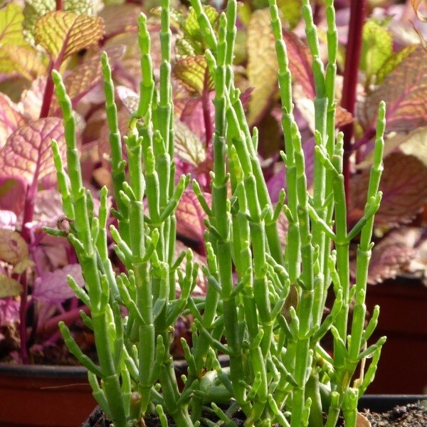 Salicorne comestible (Salicornia europaea) Plant
