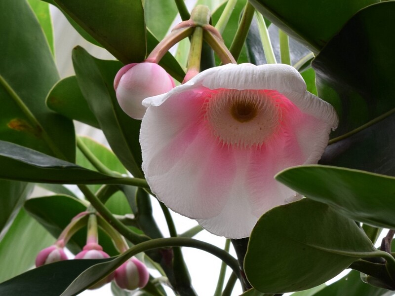 Clusia‬ grandiflora plante rare (1)