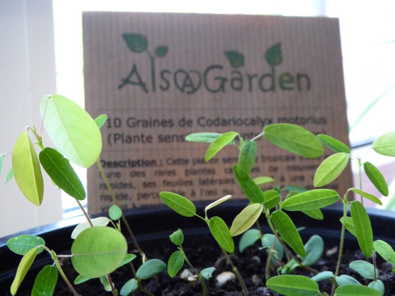 Comment semer les graines de la plante qui danse ?