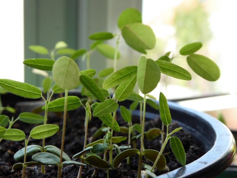 Comment semer les graines de la plante qui danse ?