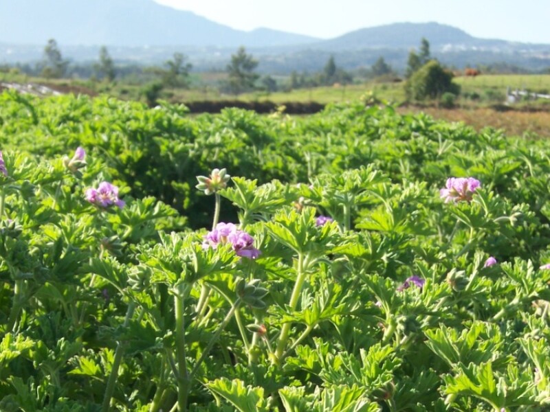 géranium rosat