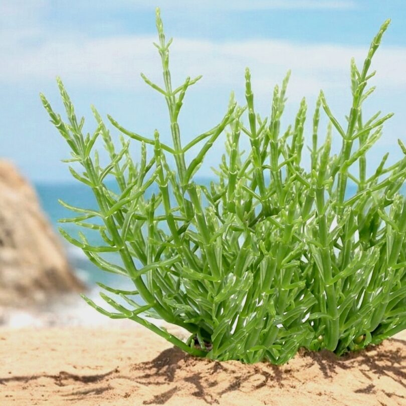 Salicorne comestible (Salicornia europaea) Plant