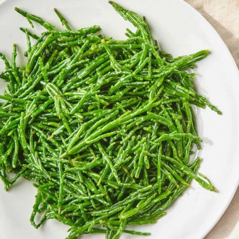 Salicorne comestible (Salicornia europaea) Plant – Image 3
