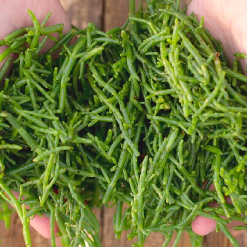 Salicorne comestible (Salicornia europaea) Plant – Image 4