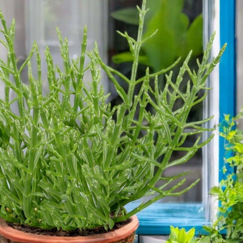 Salicorne comestible (Salicornia europaea) Plant – Image 2