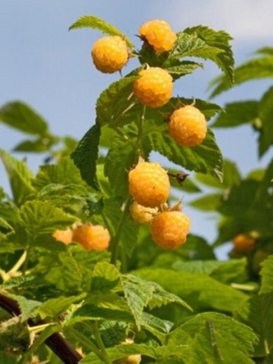 Framboisier jaune 'Golden Everest' (Variété remontante) Plant