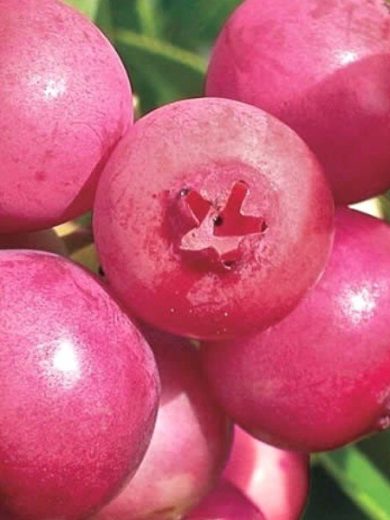 Myrtille à fruits roses 'Pink Lemonade' Plant