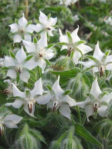 Bourrache blanche (Borago officinalis 'Bianca') Graines